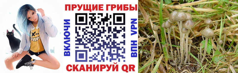 Галлюциногенные грибы MAGIC MUSHROOMS  blacksprut как войти  нарко площадка формула  Благодарный 